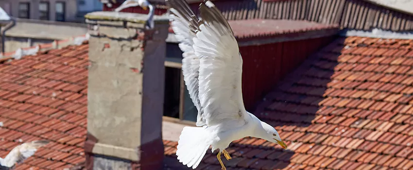 Residential Chimney Animal Removal Solution in Ocean Acres, NJ